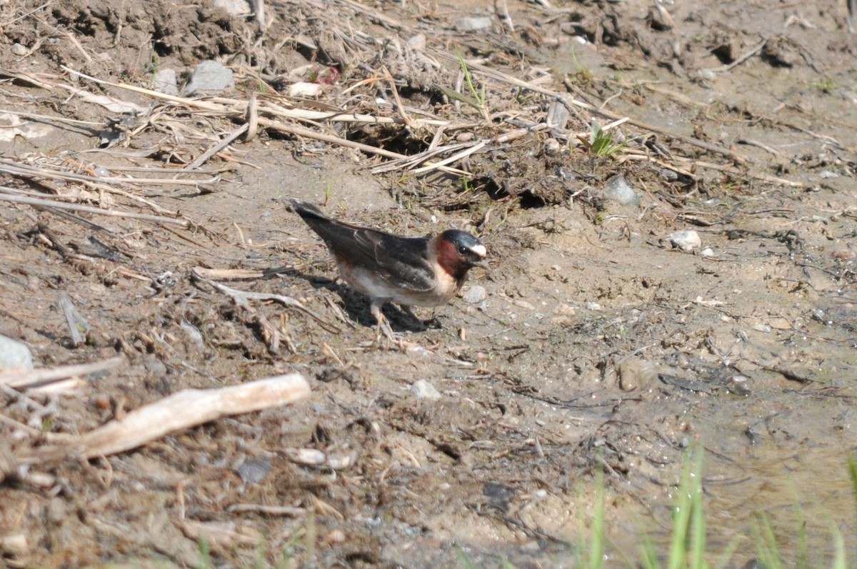 Cliff Swallow - ML609764158