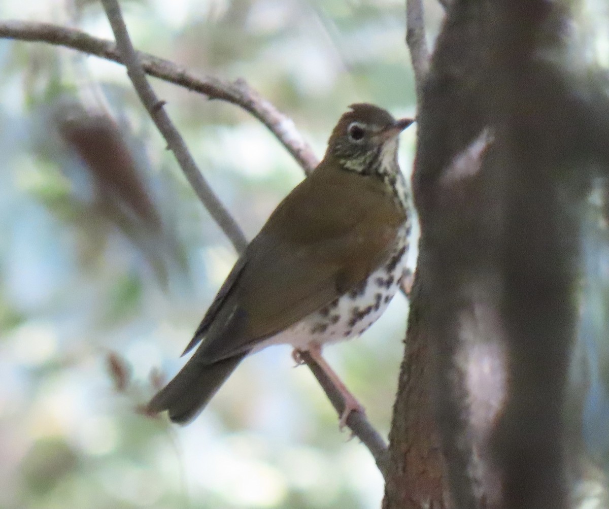 Wood Thrush - ML609764183