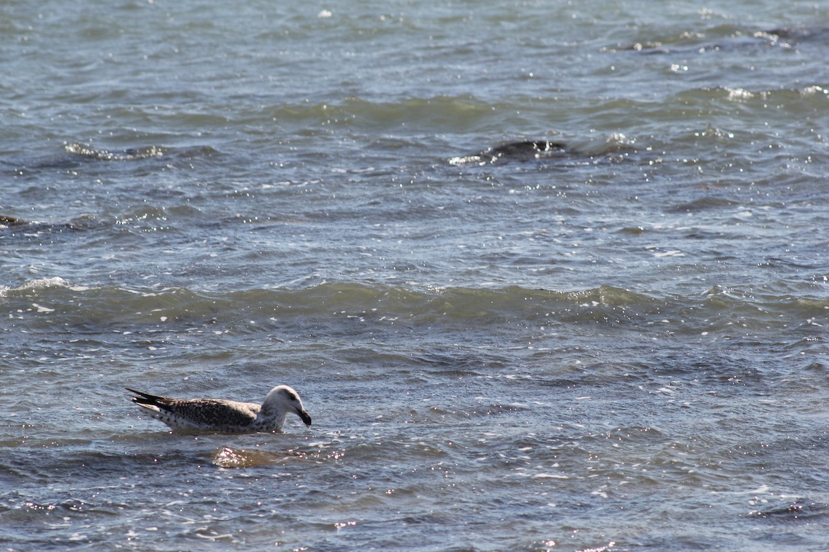 Great Black-backed Gull - ML609764279