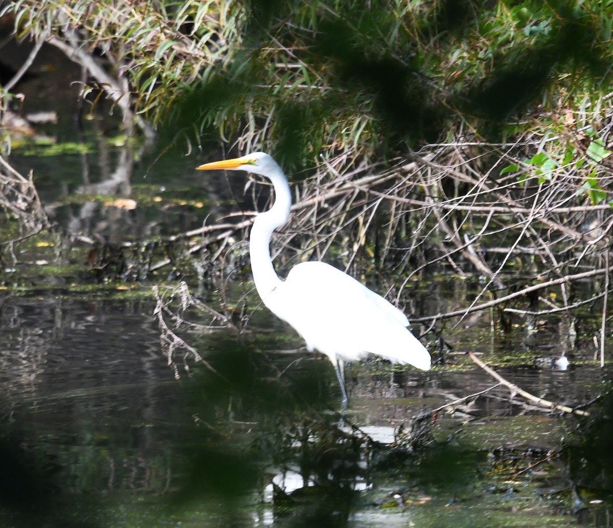 Great Egret - ML609764303