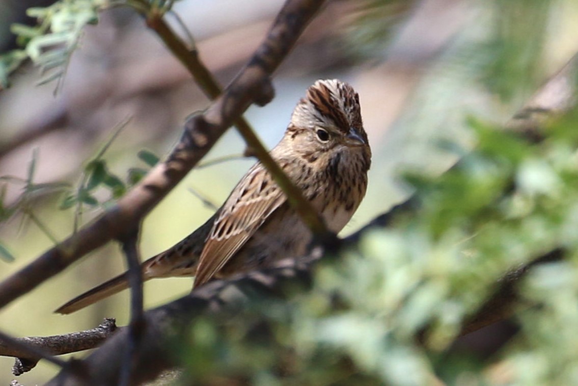 Lincoln's Sparrow - ML609764336