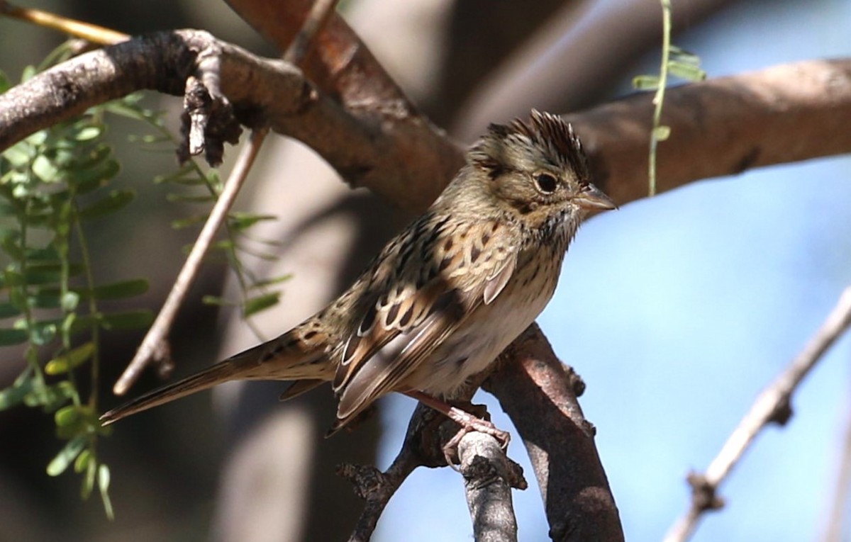 Lincoln's Sparrow - ML609764339