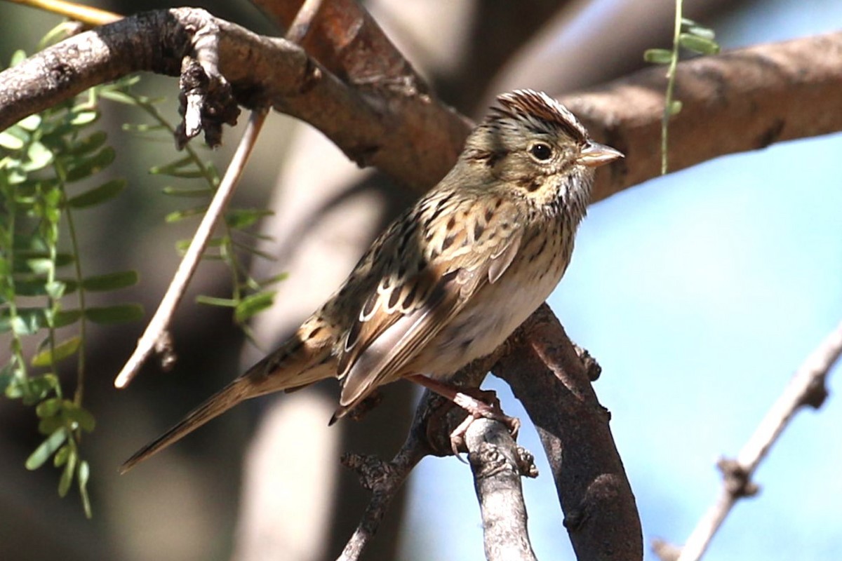 Lincoln's Sparrow - ML609764341