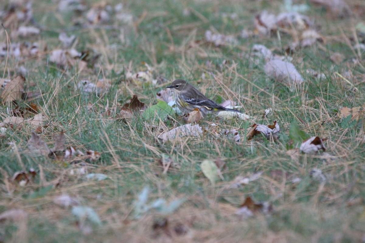 Yellow-rumped Warbler - ML609764343