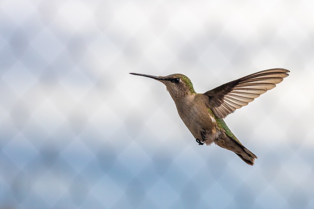 Ruby-throated Hummingbird - ML609764380