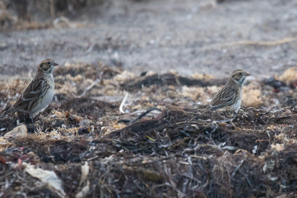 Lapland Longspur - Angela Granchelli