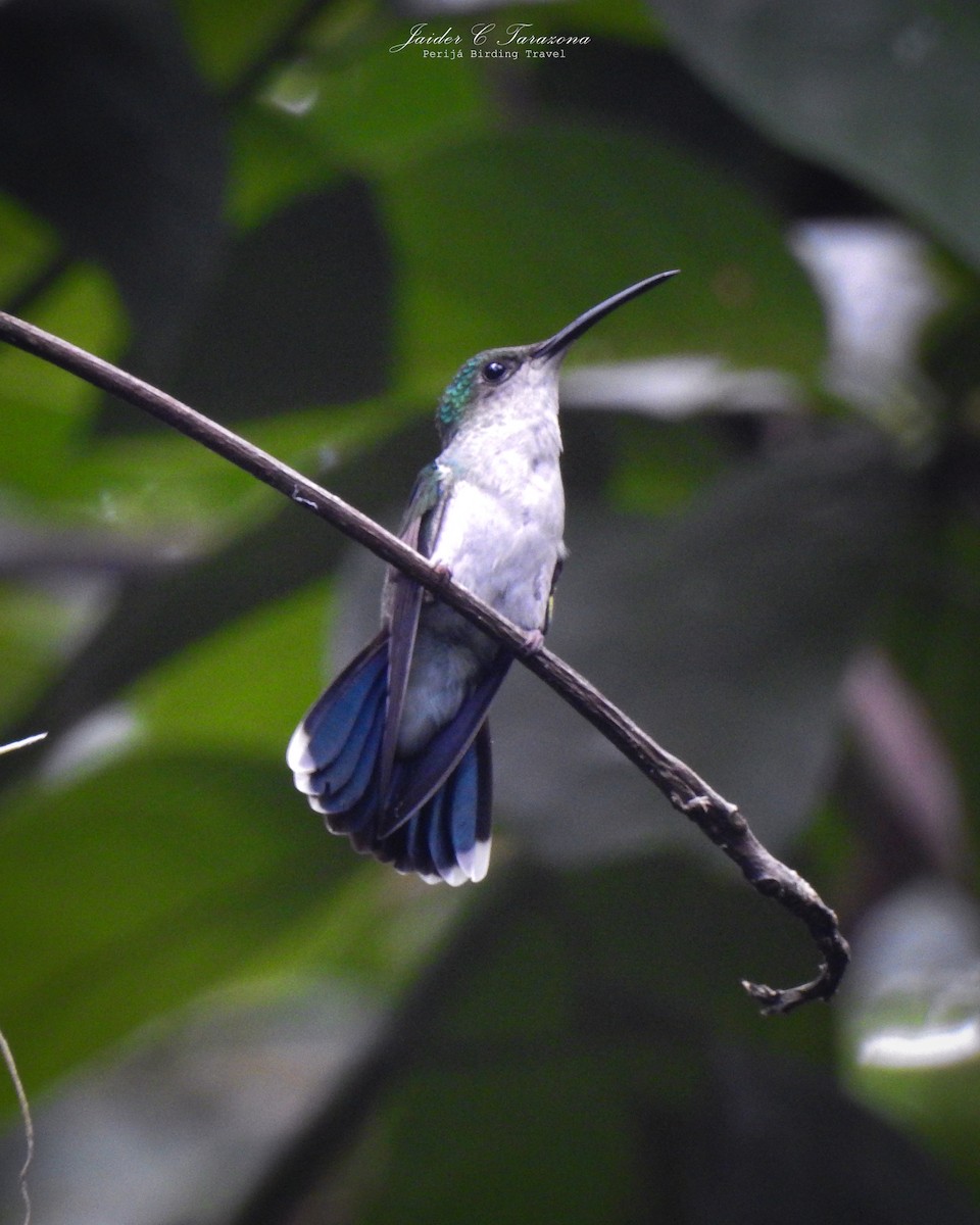 kolibřík bělořitý - ML609764505
