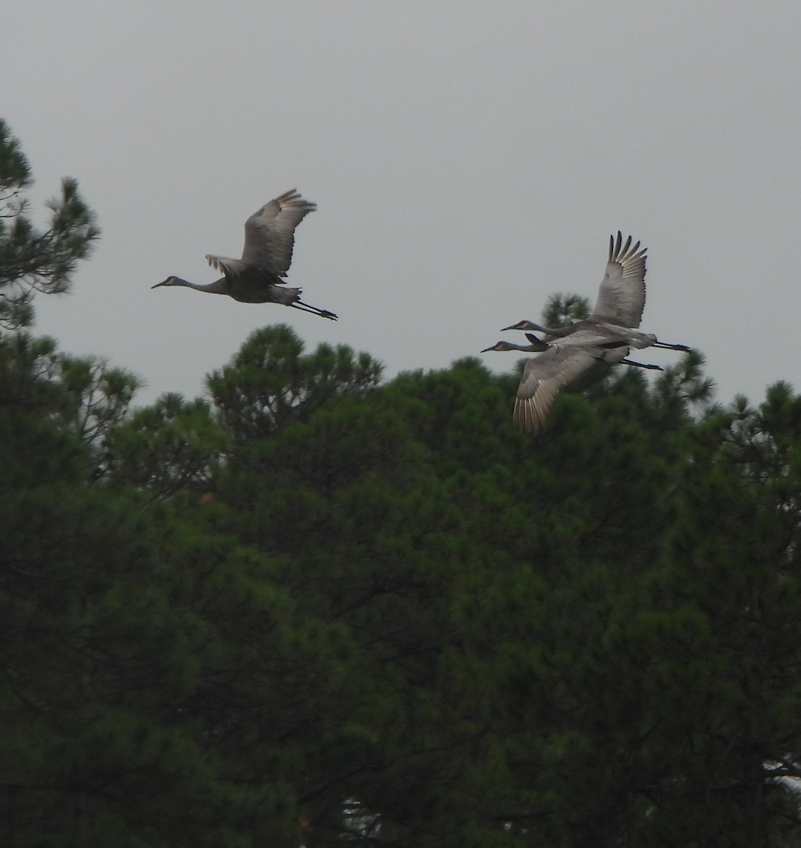 Sandhill Crane - ML609764528