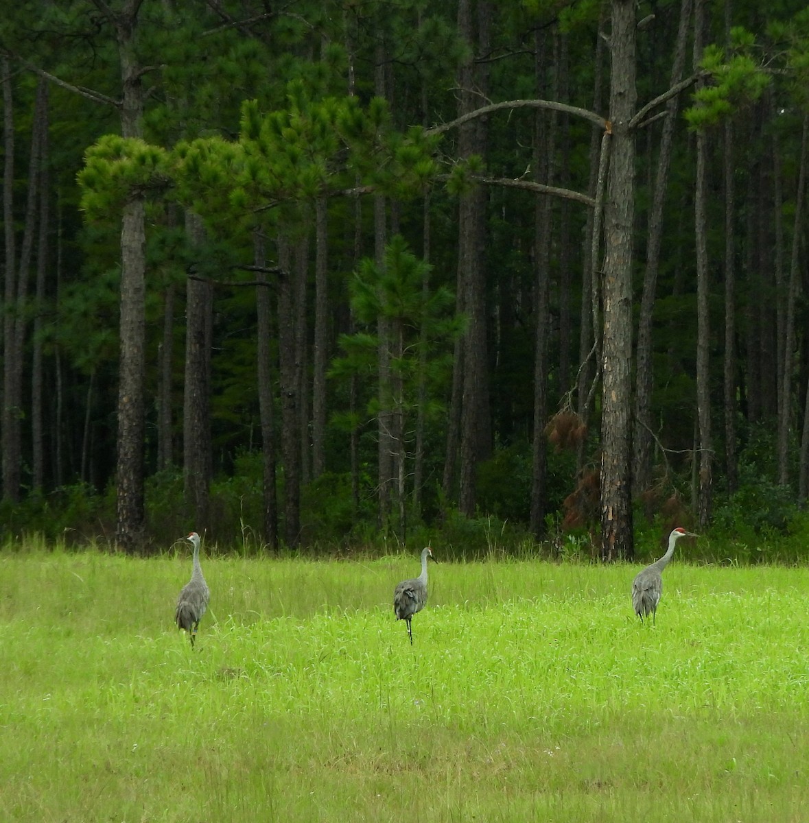 Sandhill Crane - ML609764531