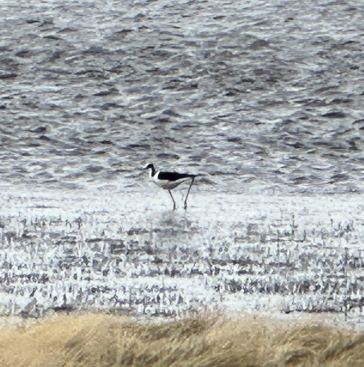 Black-necked Stilt - Andy Pollard / Falklands Nature