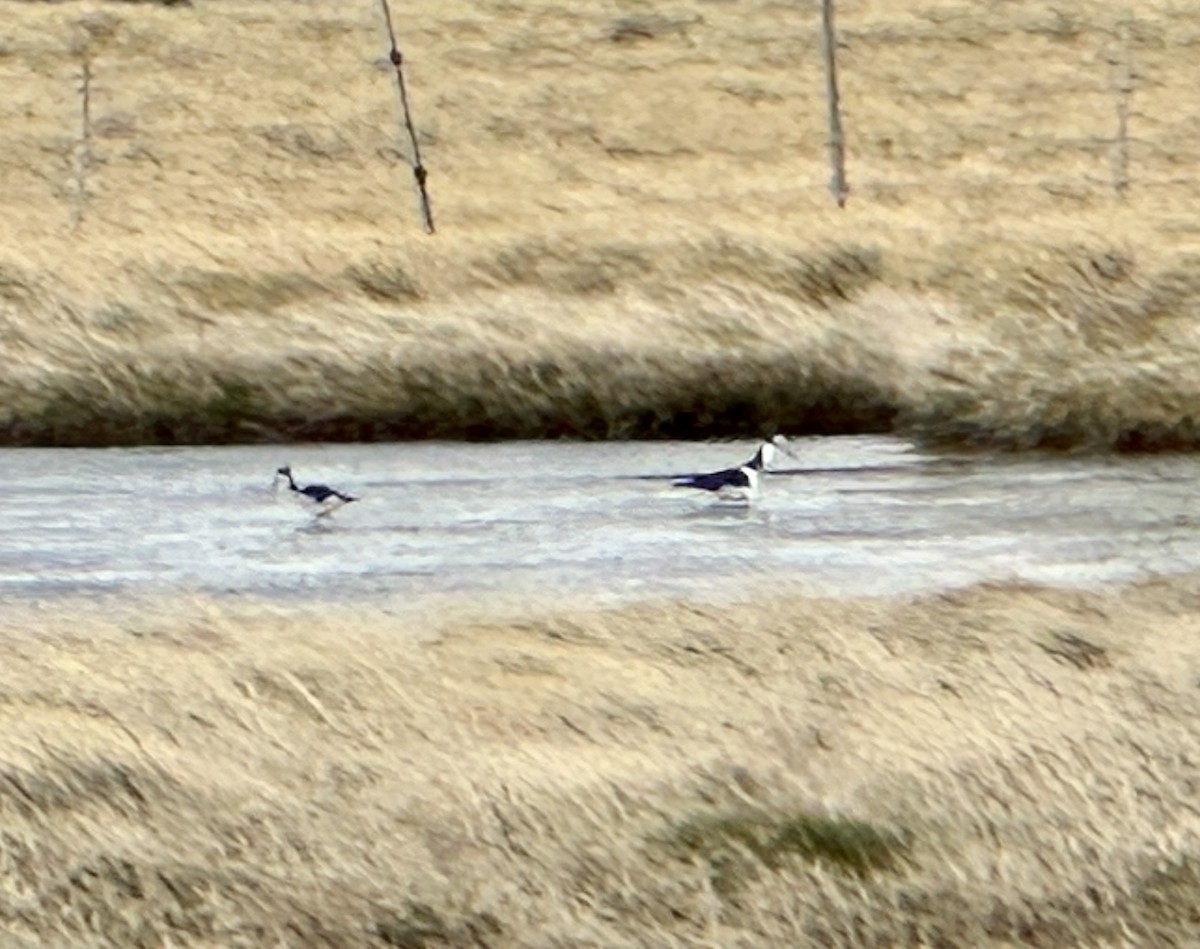 Black-necked Stilt - Andy Pollard / Falklands Nature