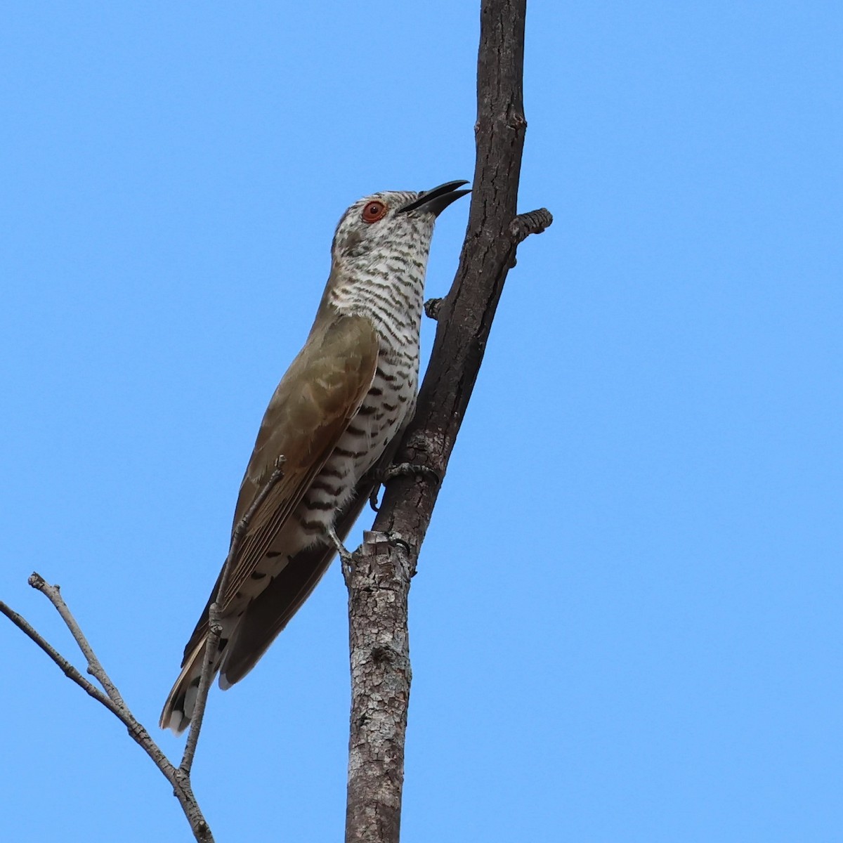 Little Bronze-Cuckoo - ML609764540