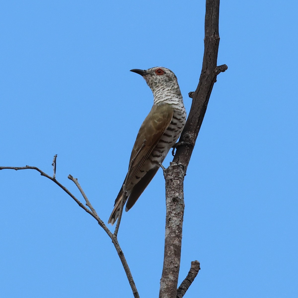Little Bronze-Cuckoo - ML609764541
