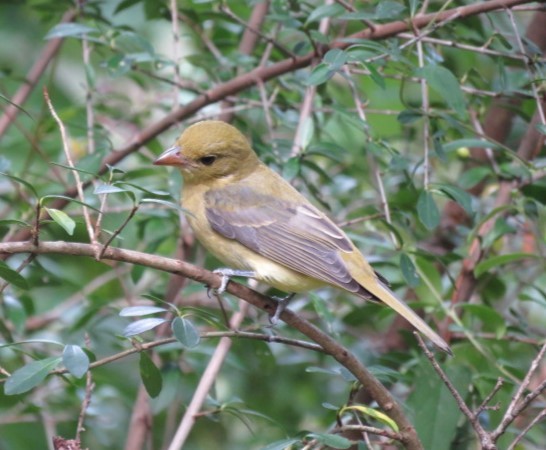 rødpiranga - ML609764549