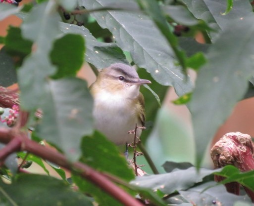 rødøyevireo - ML609764582