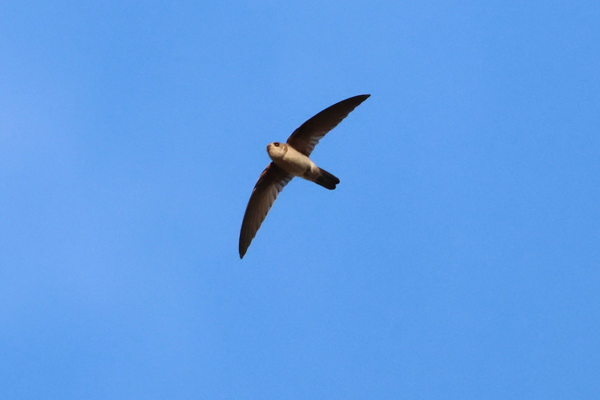 Australian Swiftlet - ML609764634