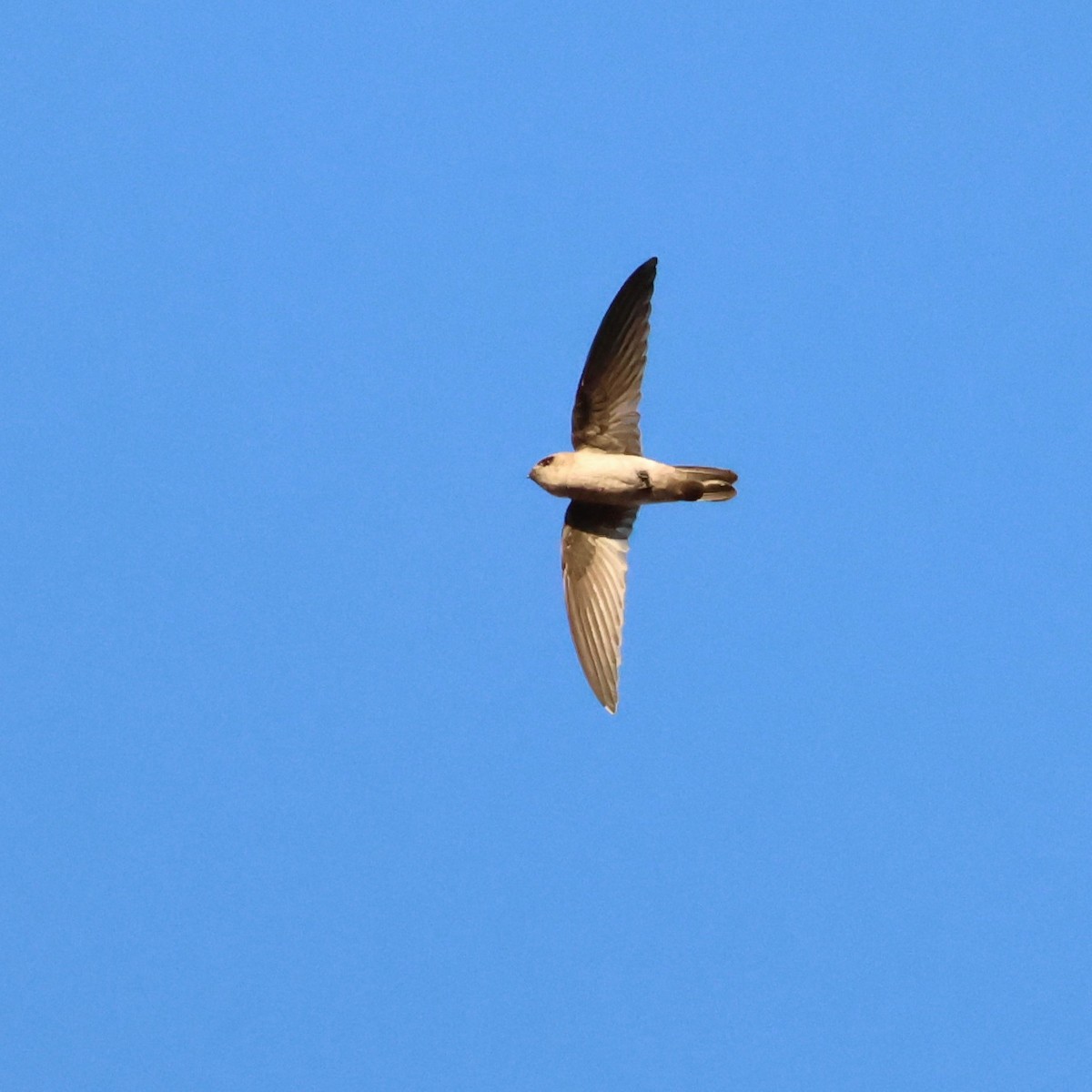Australian Swiftlet - ML609764635