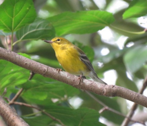 Pine Warbler - Ken Spilios