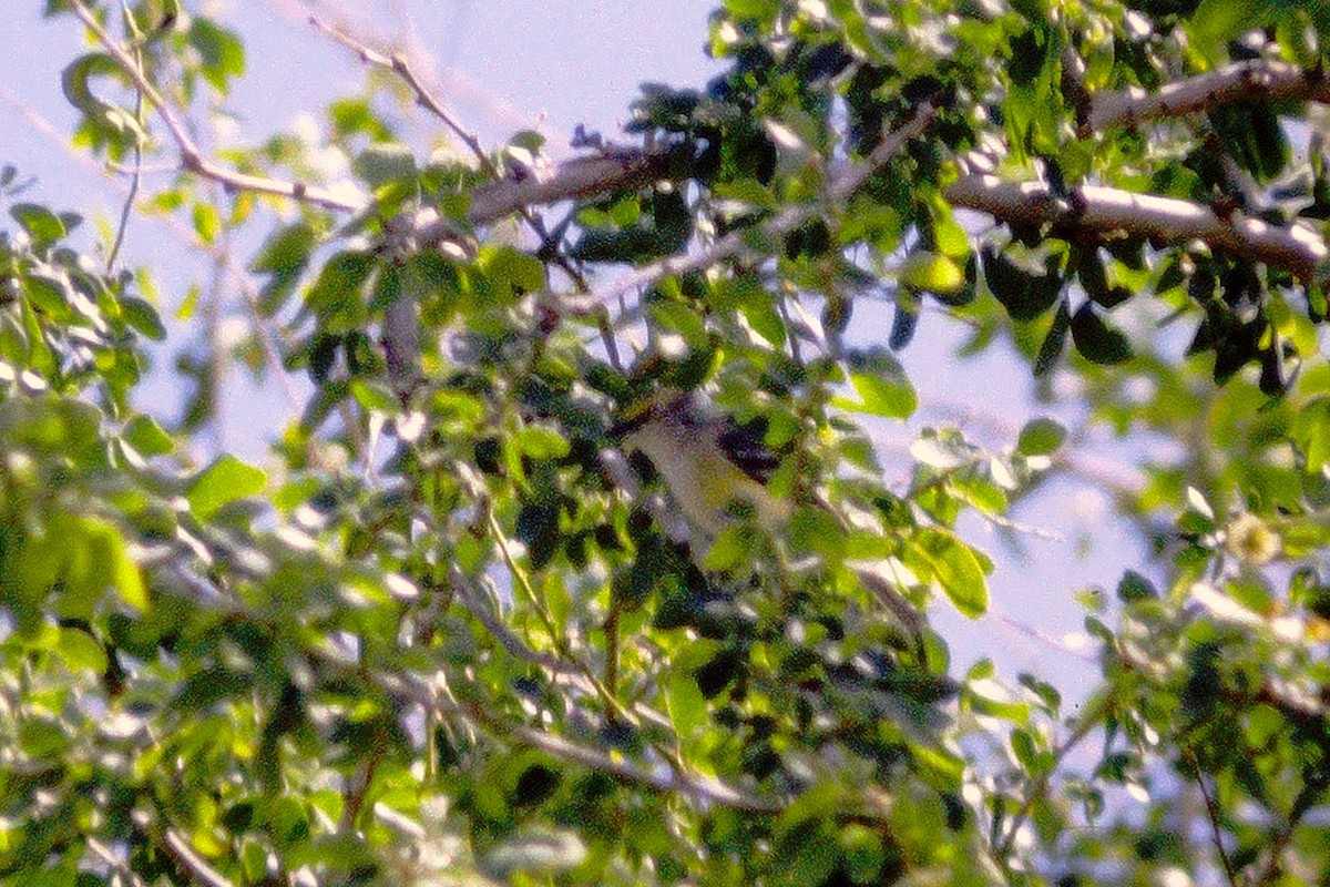 White-eyed Vireo - Kimball Garrett