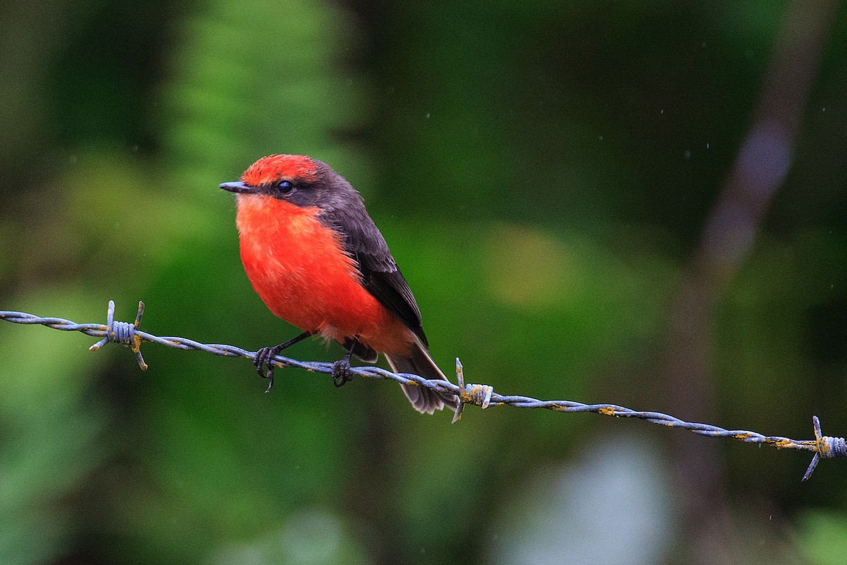 Brujo Flycatcher - Anonymous