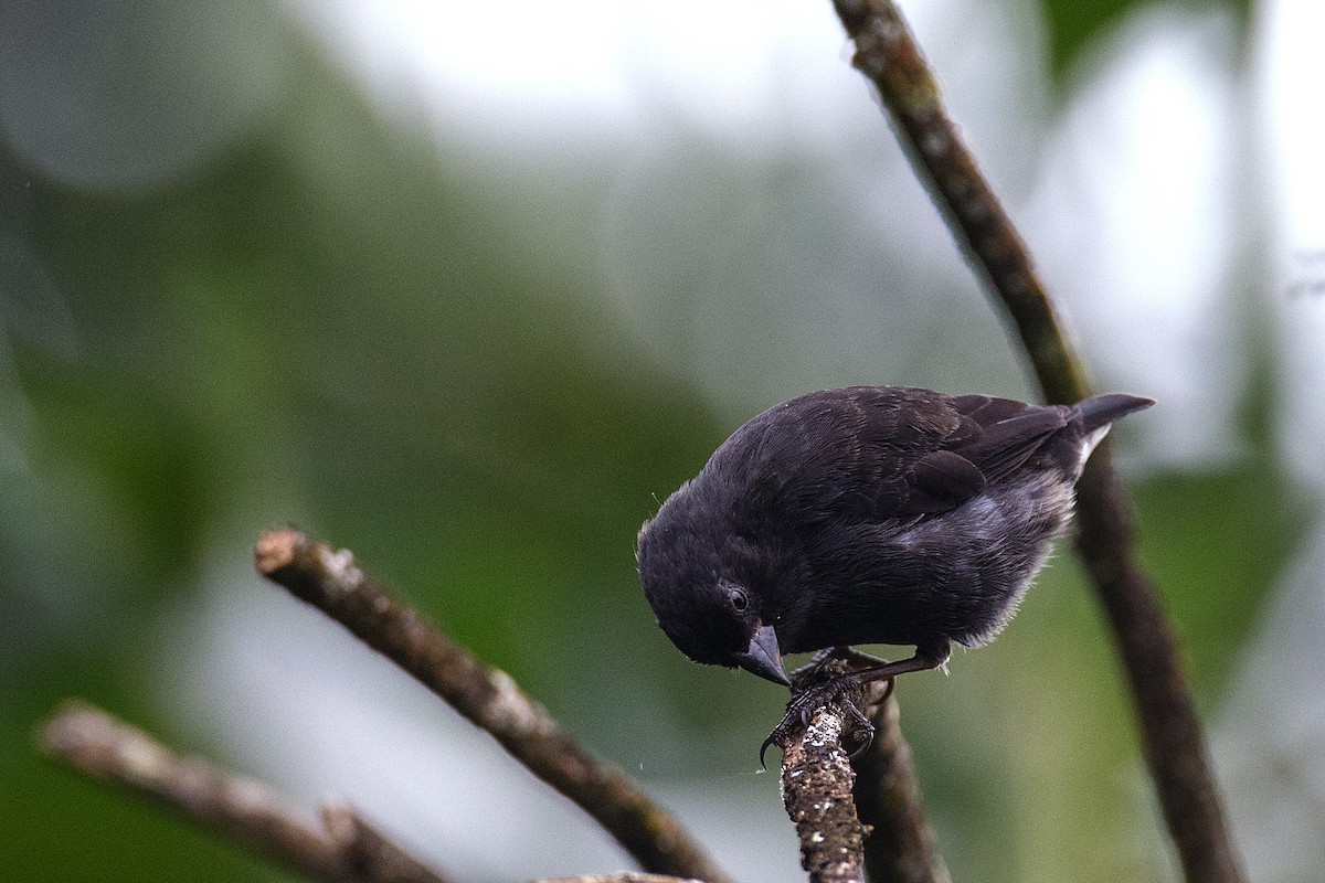 Small Ground-Finch - ML609764721