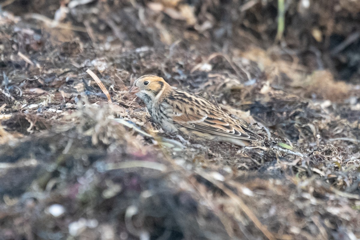 Lapland Longspur - Angela Granchelli