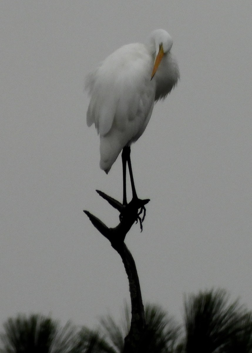 Great Egret - ML609764790