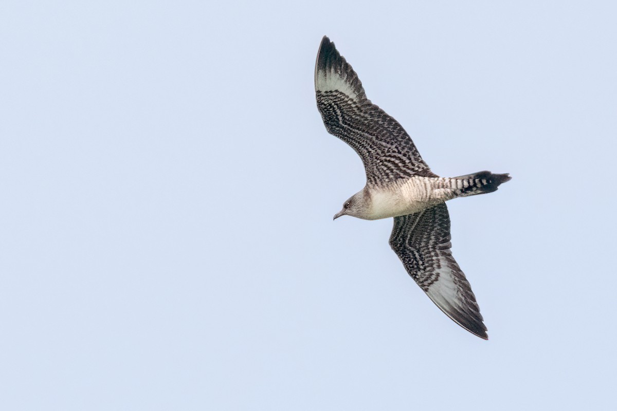 Long-tailed Jaeger - Sue Barth