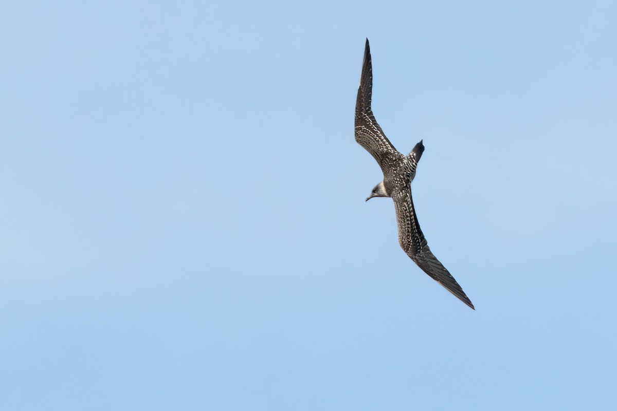 Long-tailed Jaeger - Sue Barth