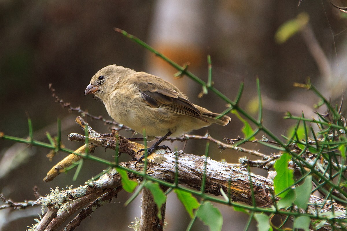 Small Tree-Finch - Anonymous