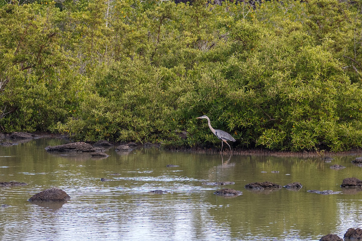 Great Blue Heron (Great Blue) - ML609764899