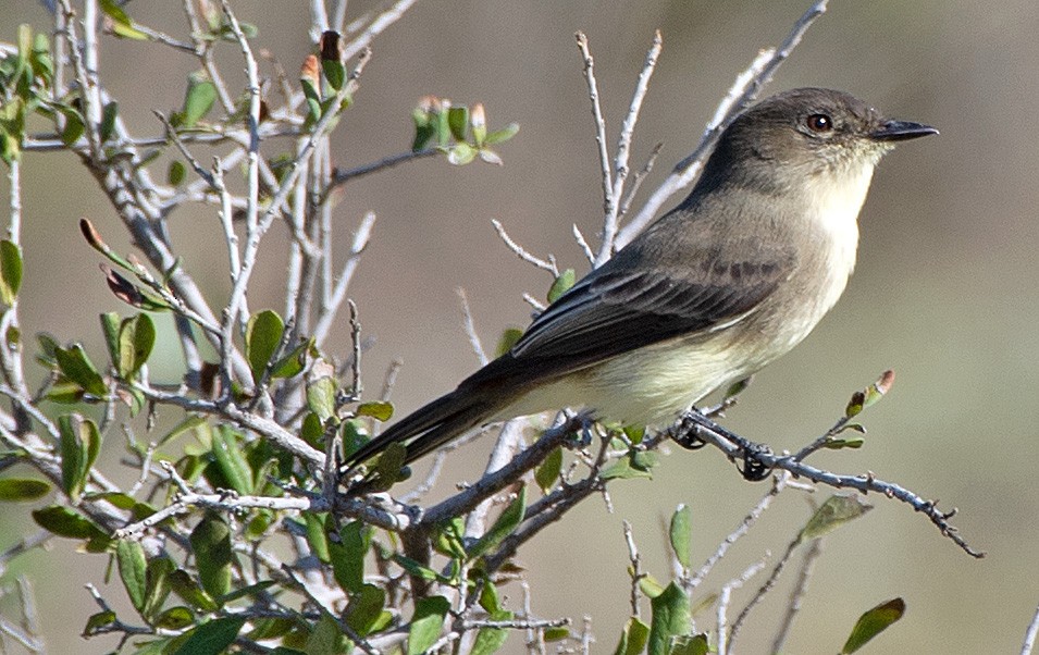 Eastern Phoebe - ML609764920