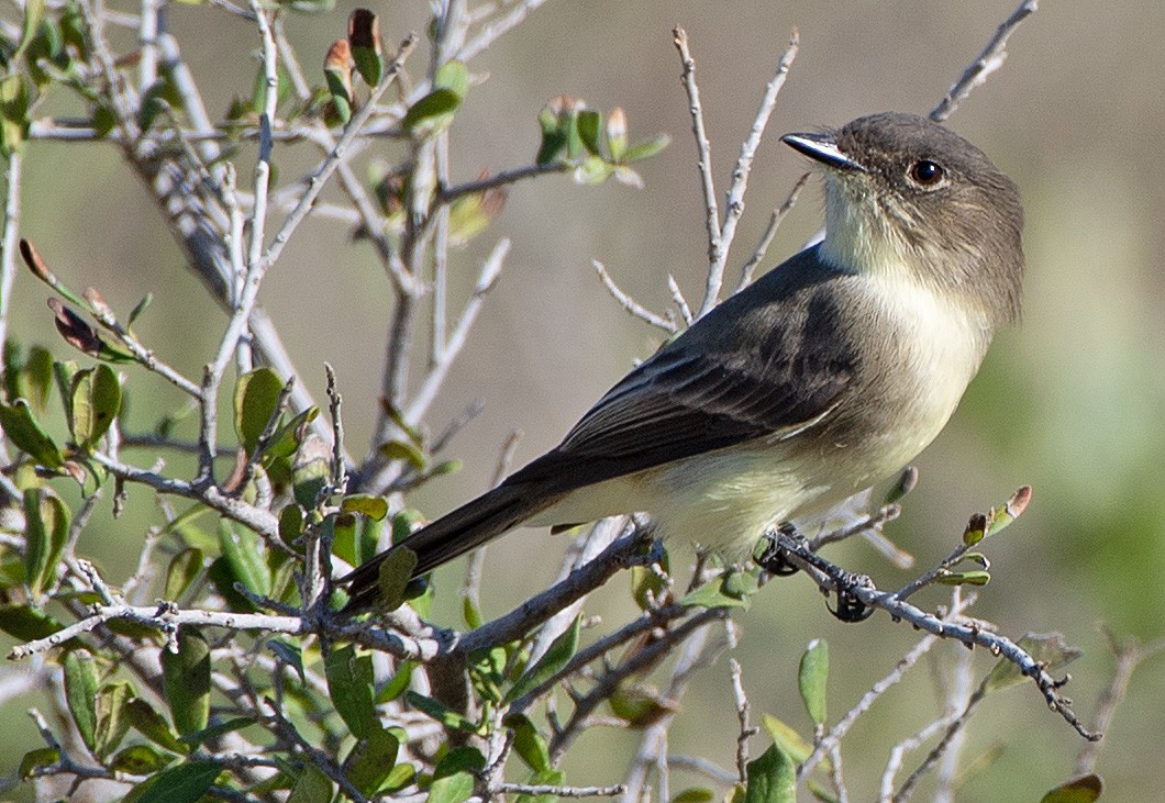 Eastern Phoebe - ML609764922