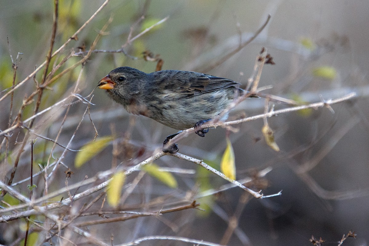 Small Ground-Finch - Anonymous