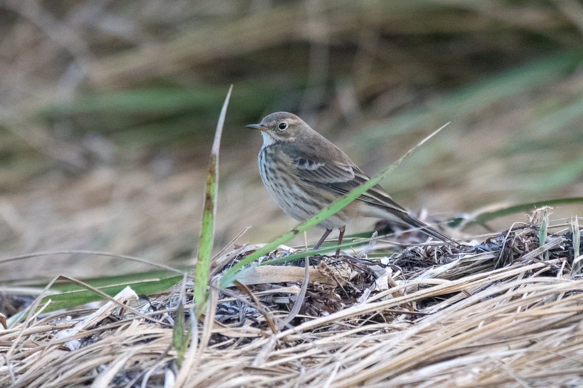 Pipit d'Amérique - ML609764954