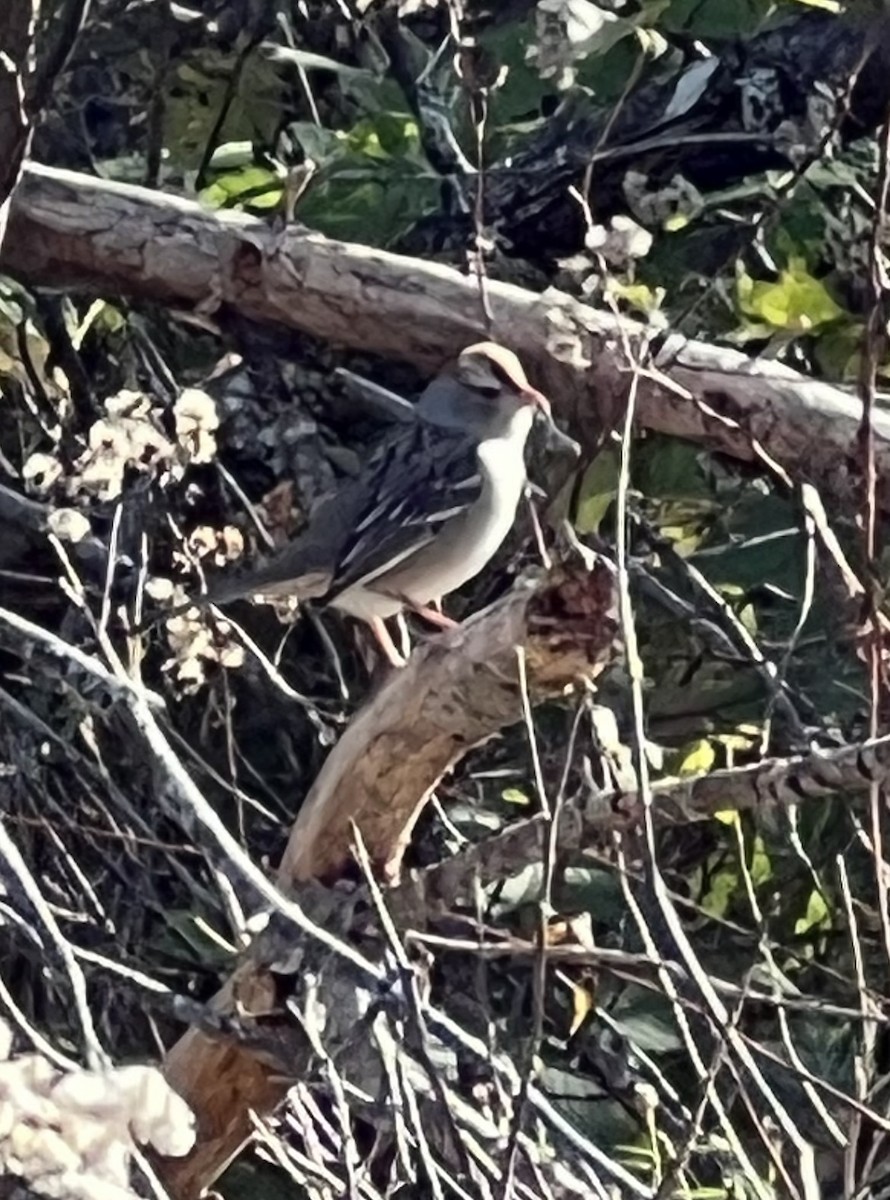 White-throated Sparrow - ML609764981