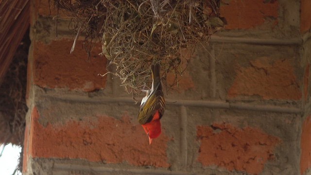 Red-headed Weaver - ML609764998