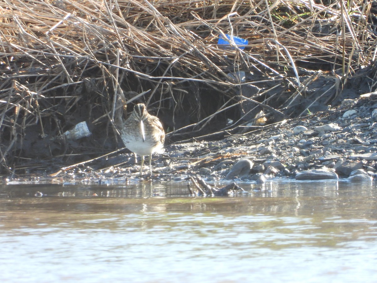 Wilson's Snipe - ML609765110