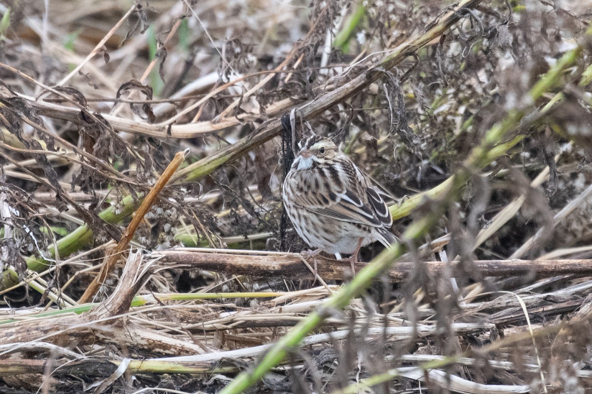 Savannah Sparrow - Angela Granchelli