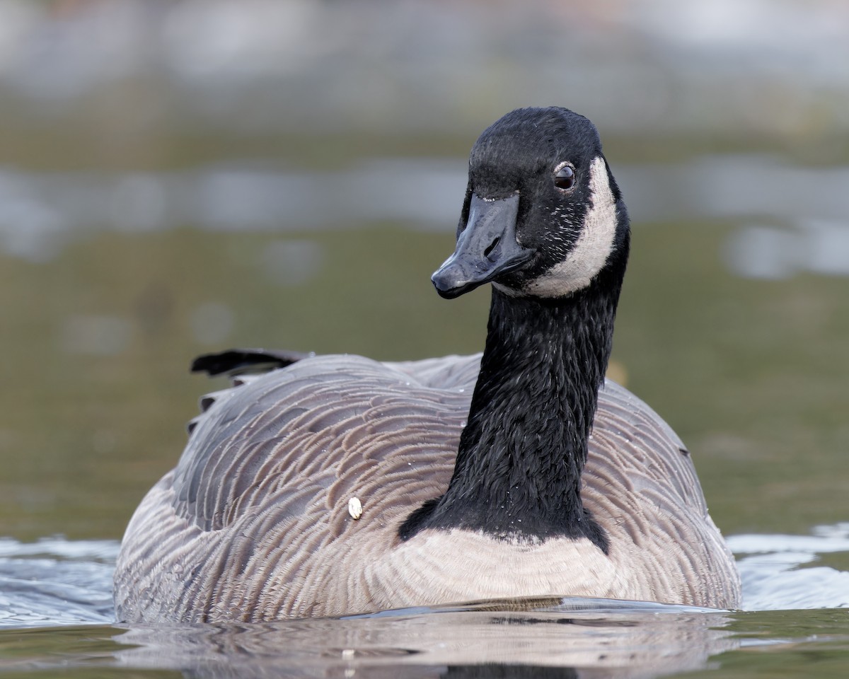 Canada Goose - ML609765182