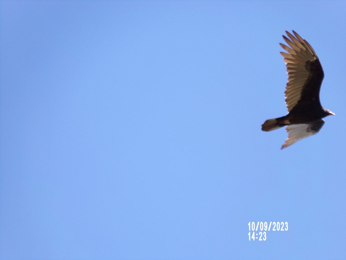 Turkey Vulture - Texas Bird Family