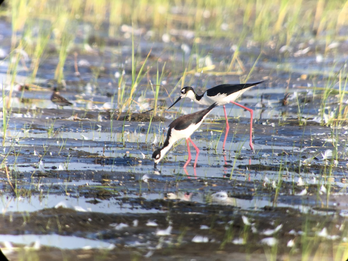 Black-necked Stilt - ML60976521