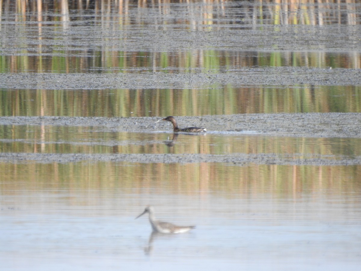 Pied-billed Grebe - ML609765288