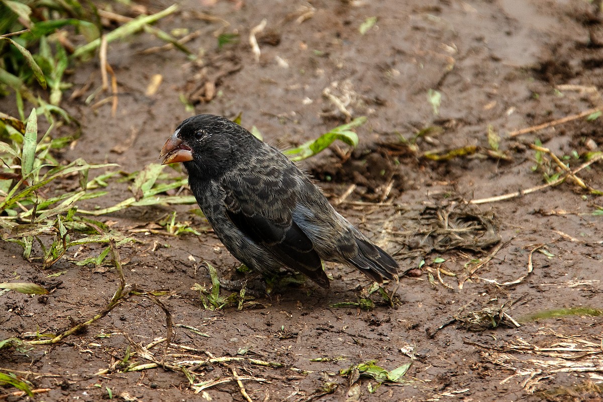 Large Ground-Finch - ML609765342