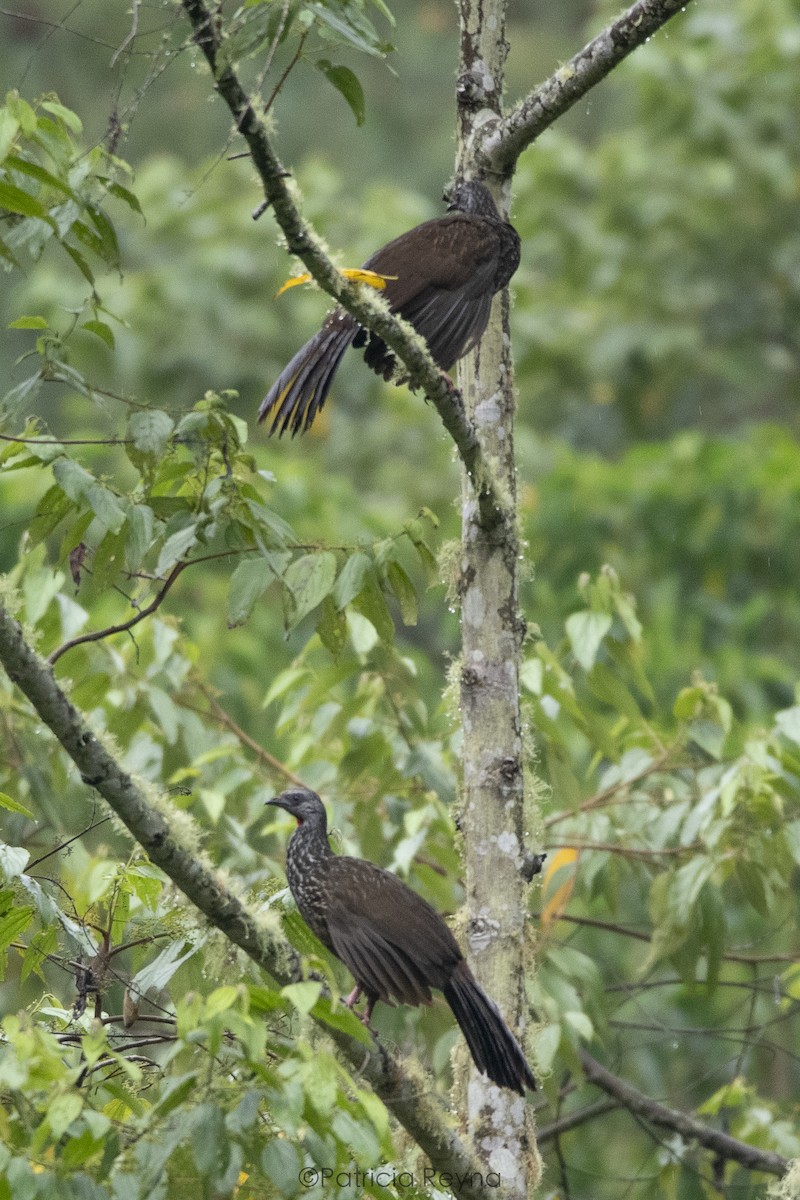 Speckled Chachalaca - ML609765389