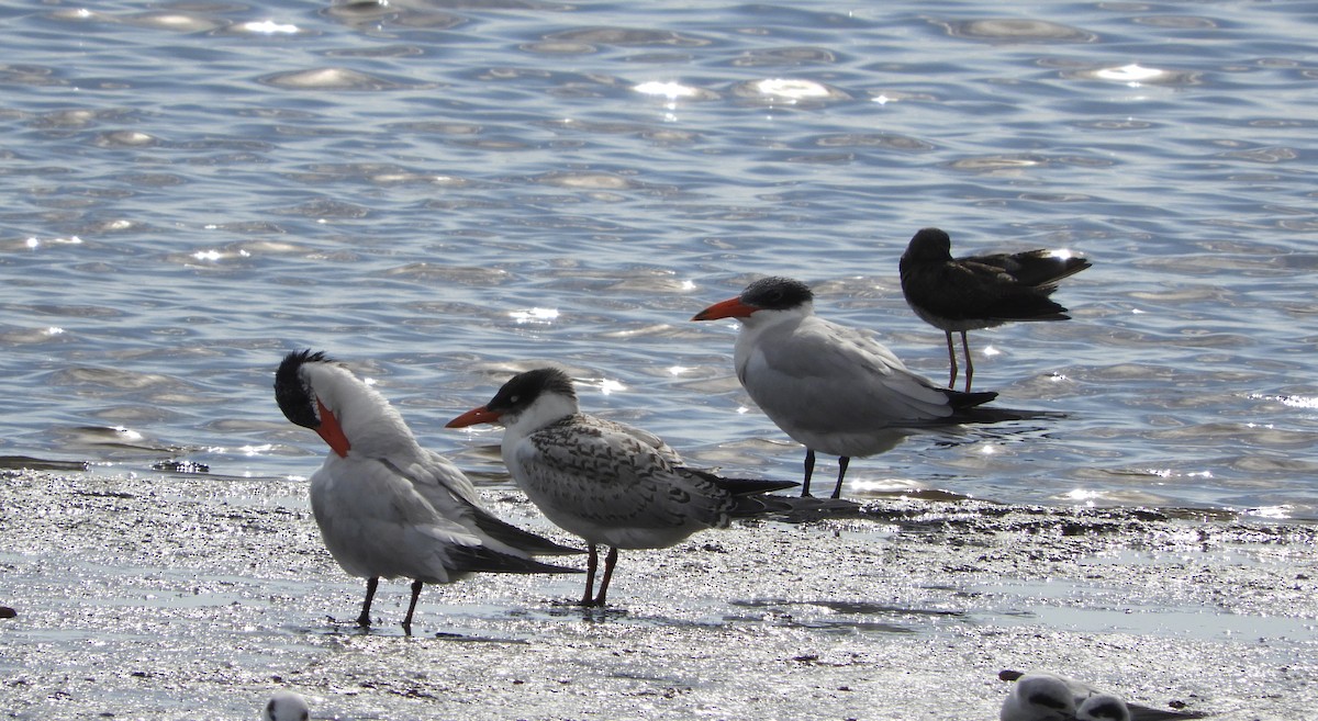 Caspian Tern - ML609765400