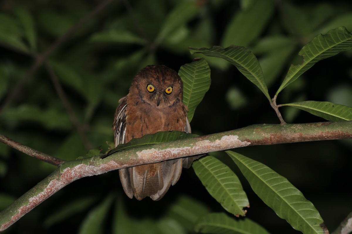 Principe Scops-Owl - Philippe Verbelen