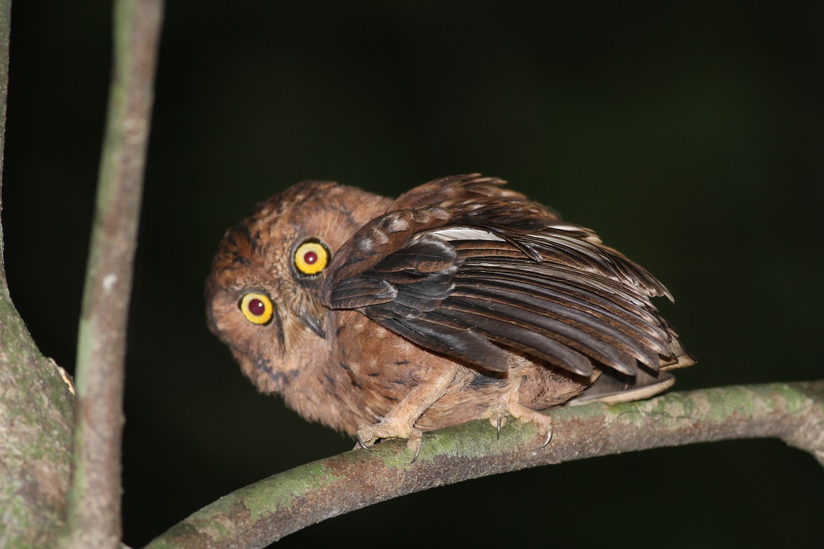 Principe Scops-Owl - ML609765446