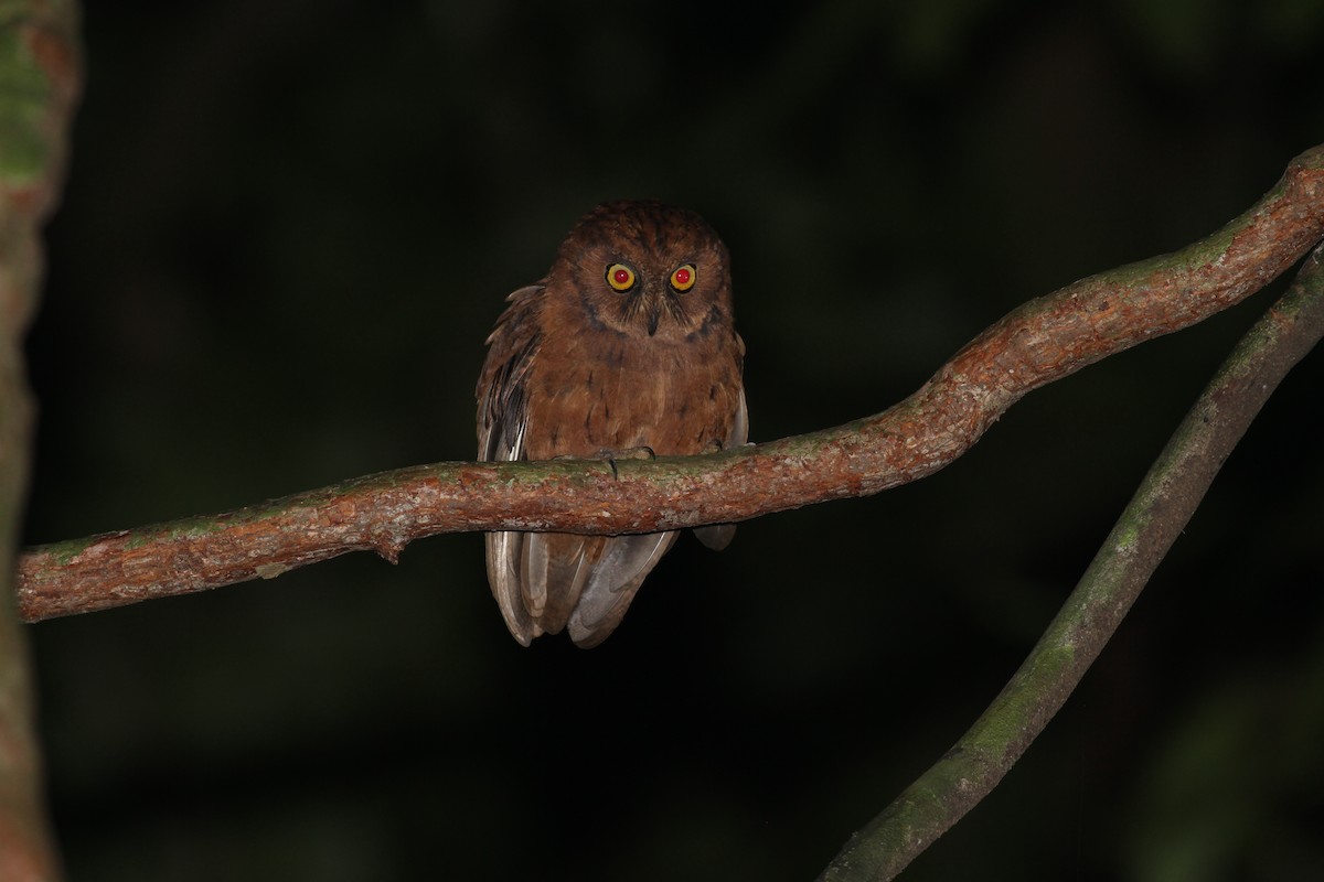 Principe Scops-Owl - ML609765456