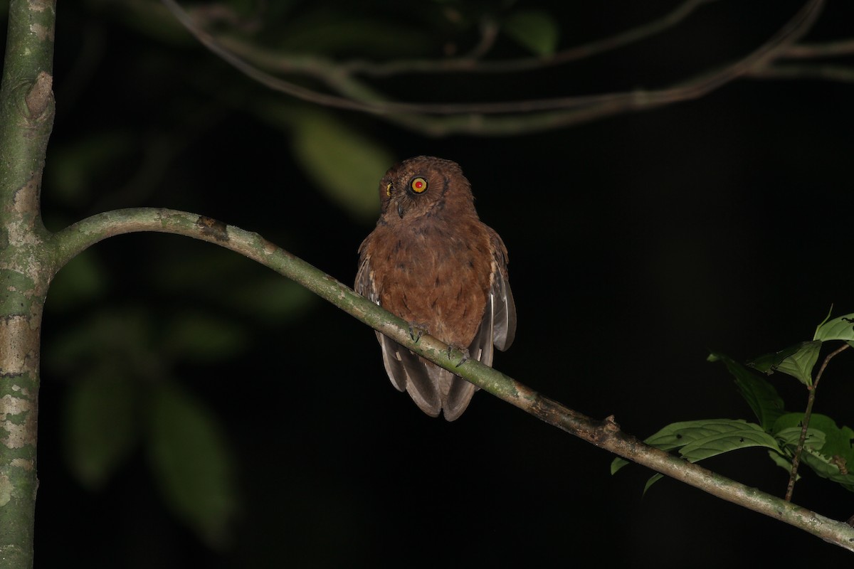 Principe Scops-Owl - ML609765466